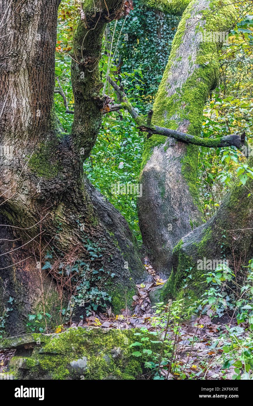 Ein alter Baum mit hellgrünem Moos an der Oberfläche und ein zweiter Baum mit knarriger Rinde im Herbst. Flechten, Stein, Rinde, Moos, Texturen. Stockfoto
