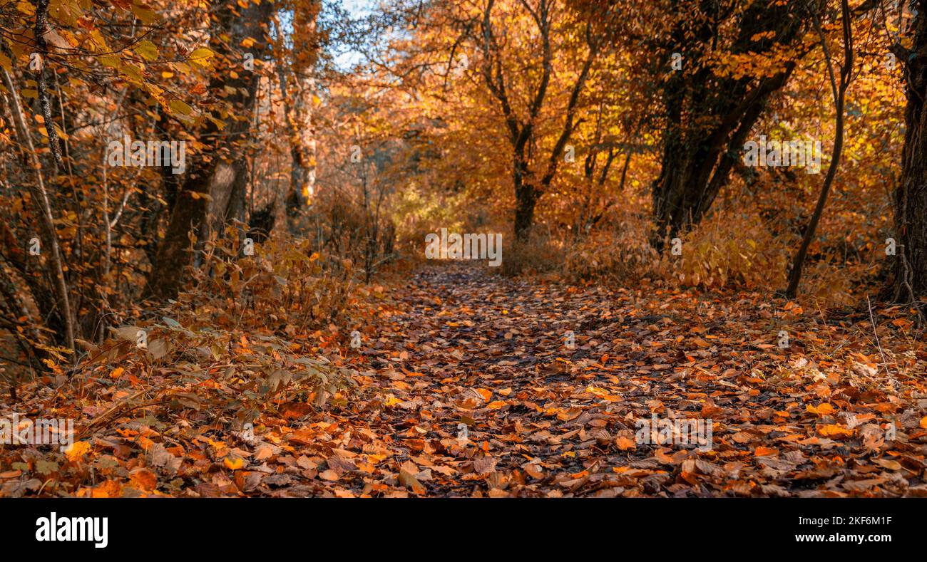 Waldweg im Herbst, Großbritannien Stockfoto