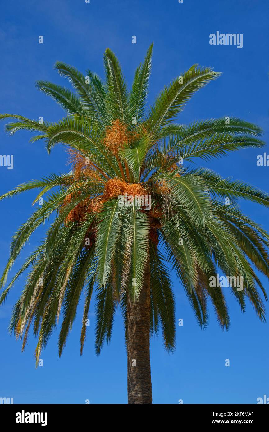 Dattelpalme. Stockfoto
