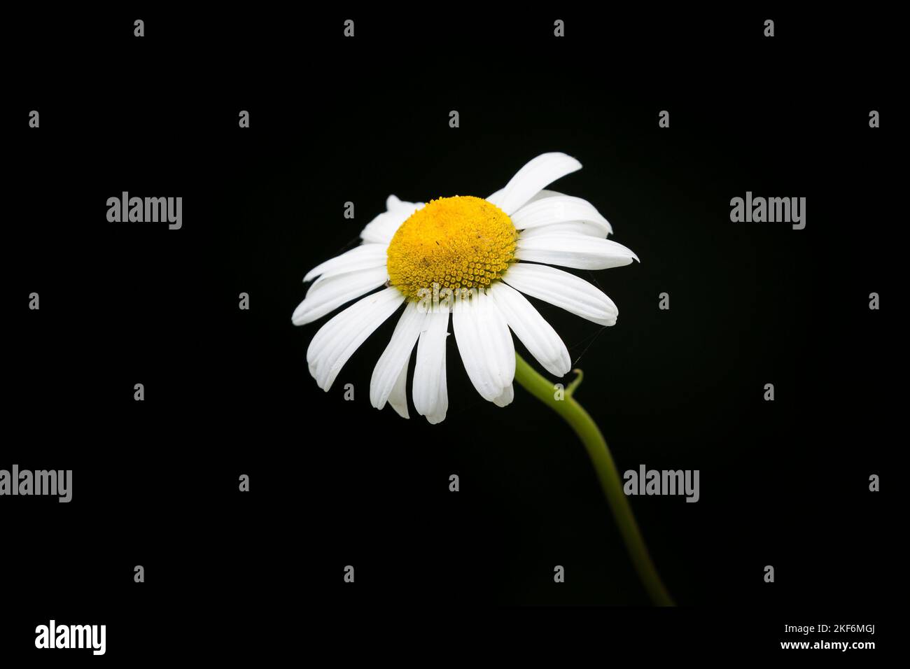 Nahaufnahme einer einzelnen, isolierten Gänseblümchen-Blume mit schwarzem Hintergrund. Stockfoto