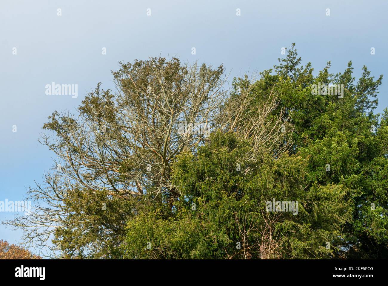 Sterbende Eibe bei Newlands Corner in den Surrey Hills, England, Großbritannien, Herbst 2022. Eiben sterben aus unbekanntem Grund. Stockfoto
