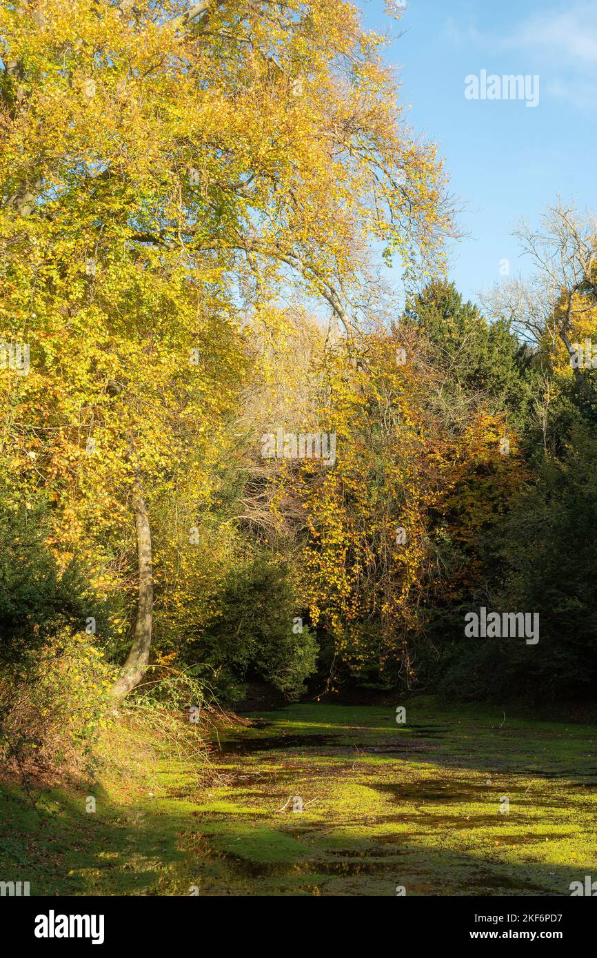 Silent Pool, ein Beauty-Spot in Surrey, England, mit Herbstfarben. Der Teich, der normalerweise grün ist, ist mit invasivem Crassula helmsii-Unkraut bedeckt Stockfoto