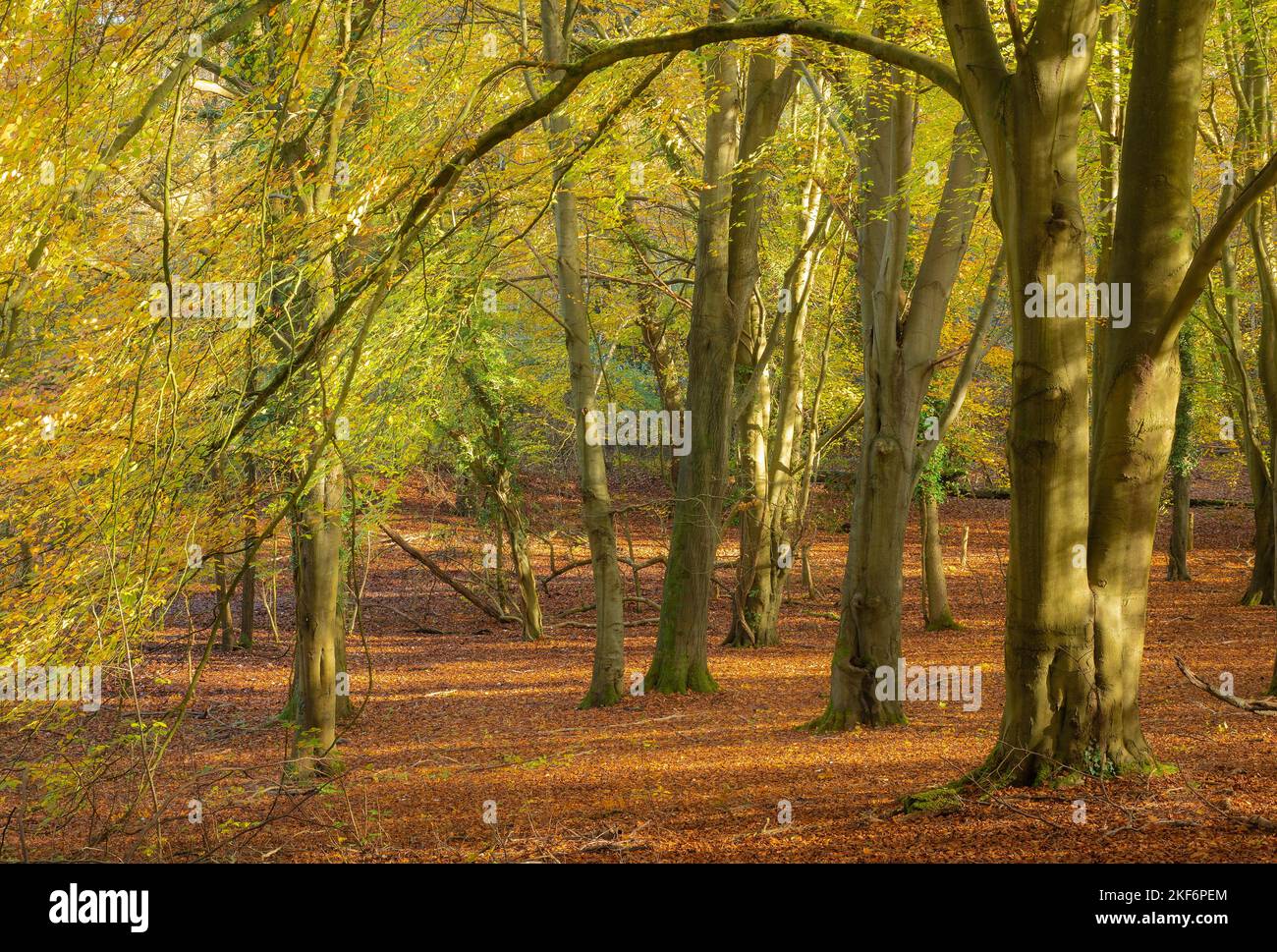 Buchenwälder im Sheepleas Nature Reserve in den North Downs, Surrey, England, Großbritannien, im Herbst oder November Stockfoto