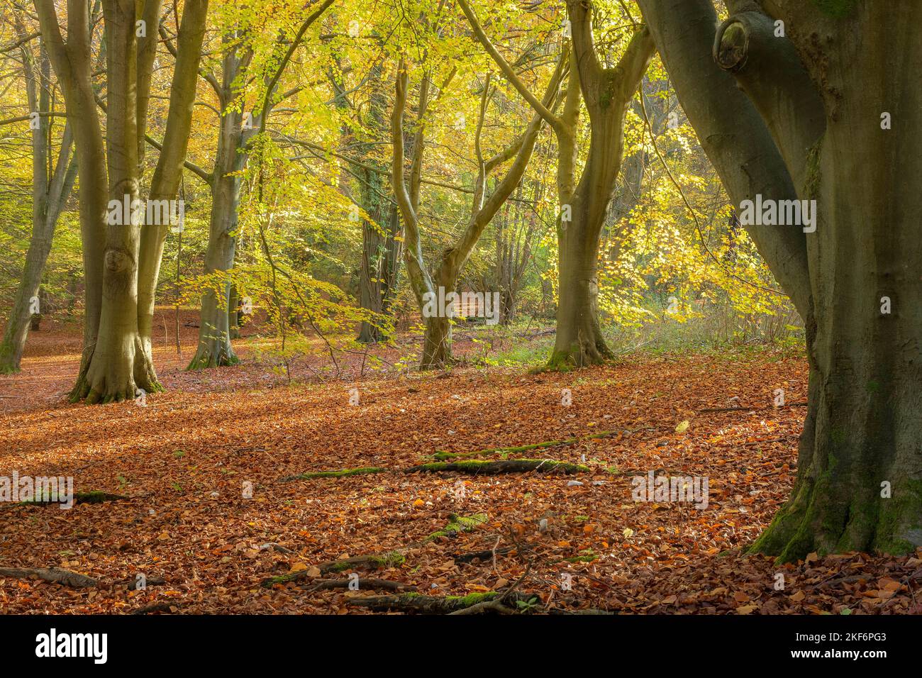 Buchenwälder im Sheepleas Nature Reserve in den North Downs, Surrey, England, Großbritannien, im Herbst oder November Stockfoto