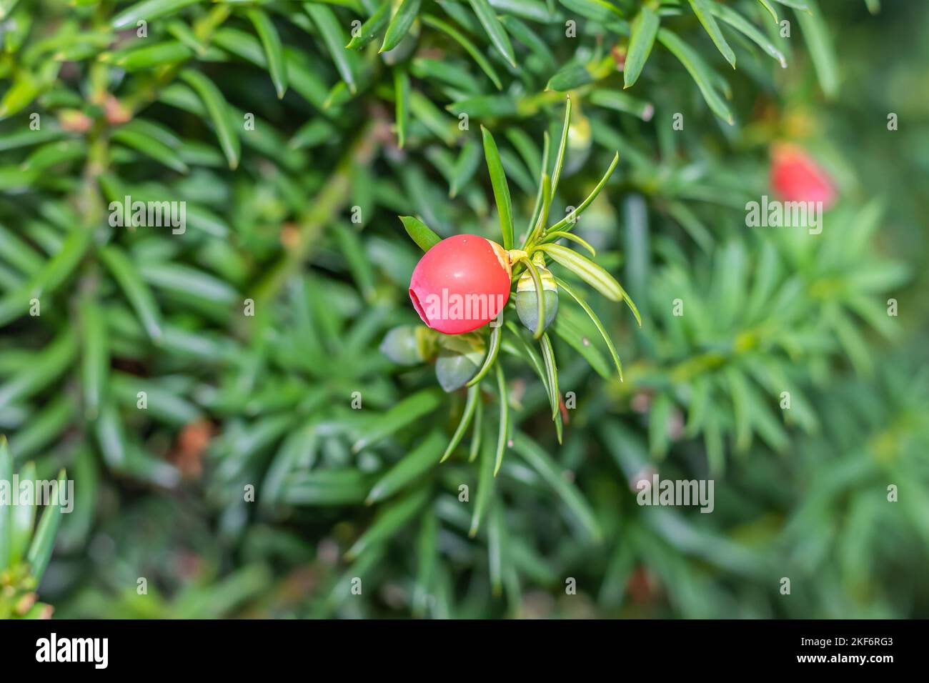 Taxus baccata, rote und grüne Eibenkegel mit grünem Laub Stockfoto