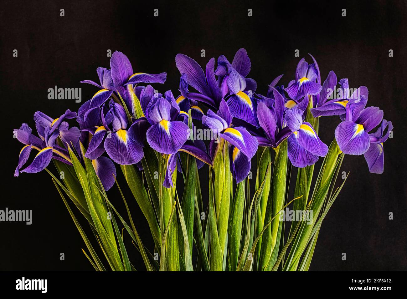 Blaue Iris Stockfoto