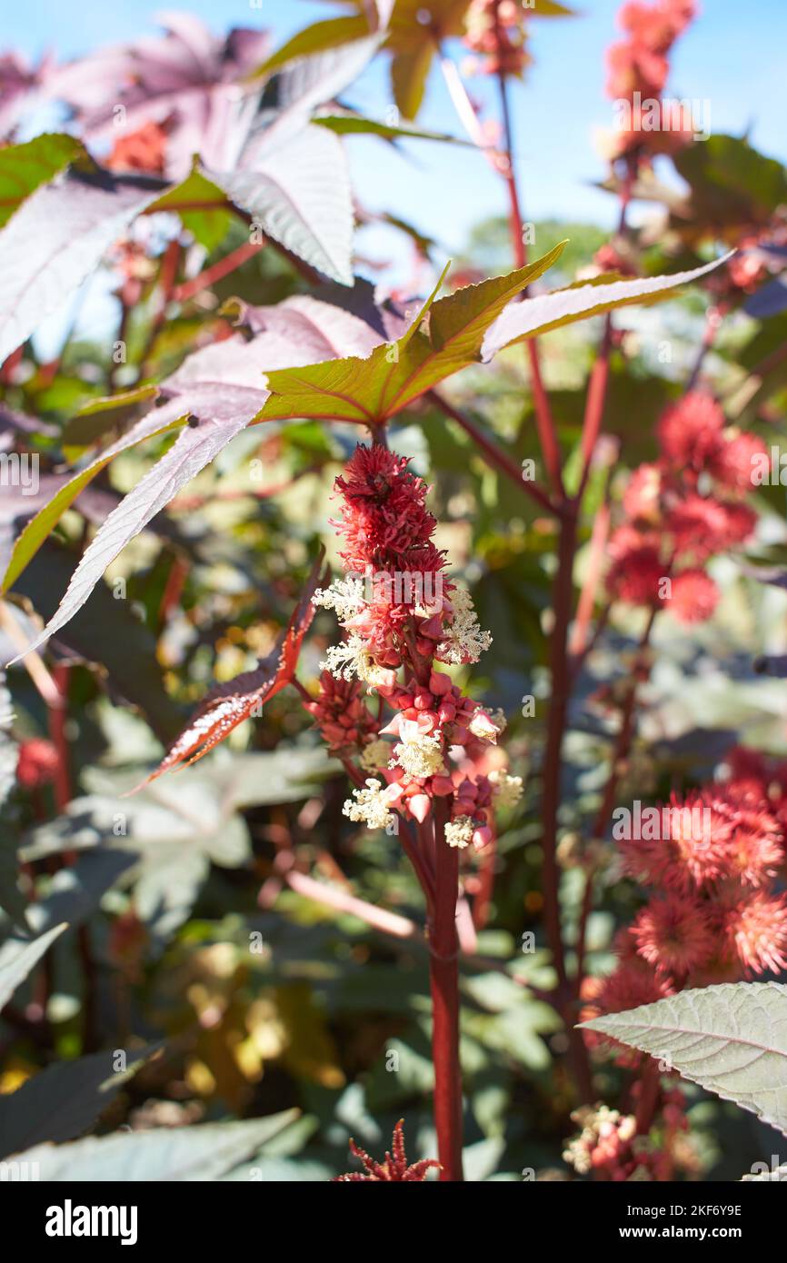 Detail eines Süßgummibaums mit süßen Gummibällen im Garten. Sommer- und Frühlingszeit Stockfoto