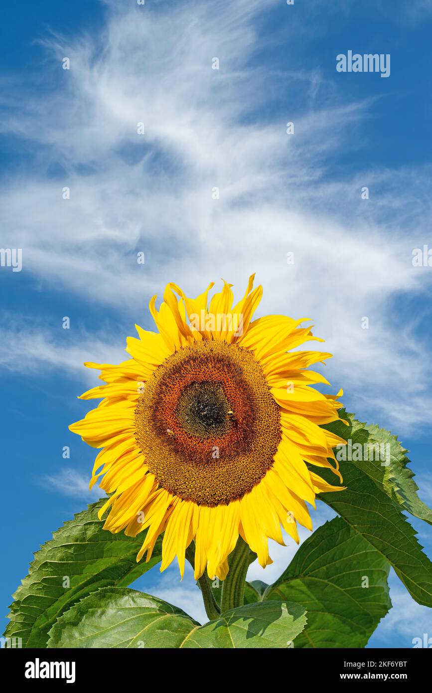 Sonnenblumen vor blauem Himmel Stockfoto