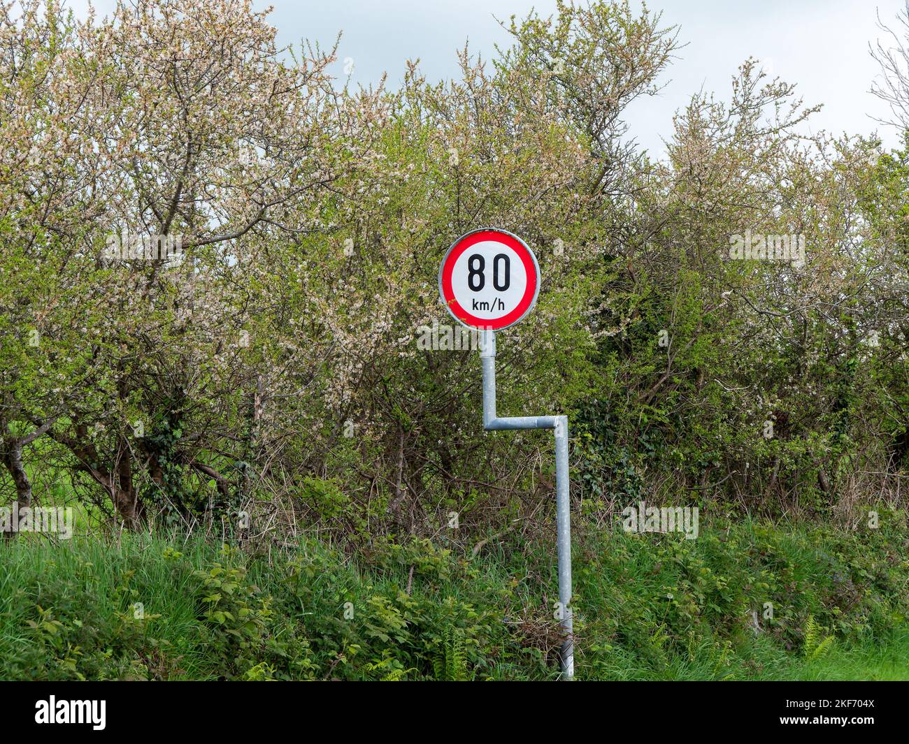 Rundes Straßenschild Warnung über Geschwindigkeitsbegrenzungen in der Nähe von Bäumen. Die Geschwindigkeitsbegrenzung beträgt 80 km h. Schild in der Nähe von grünen Bäumen Stockfoto