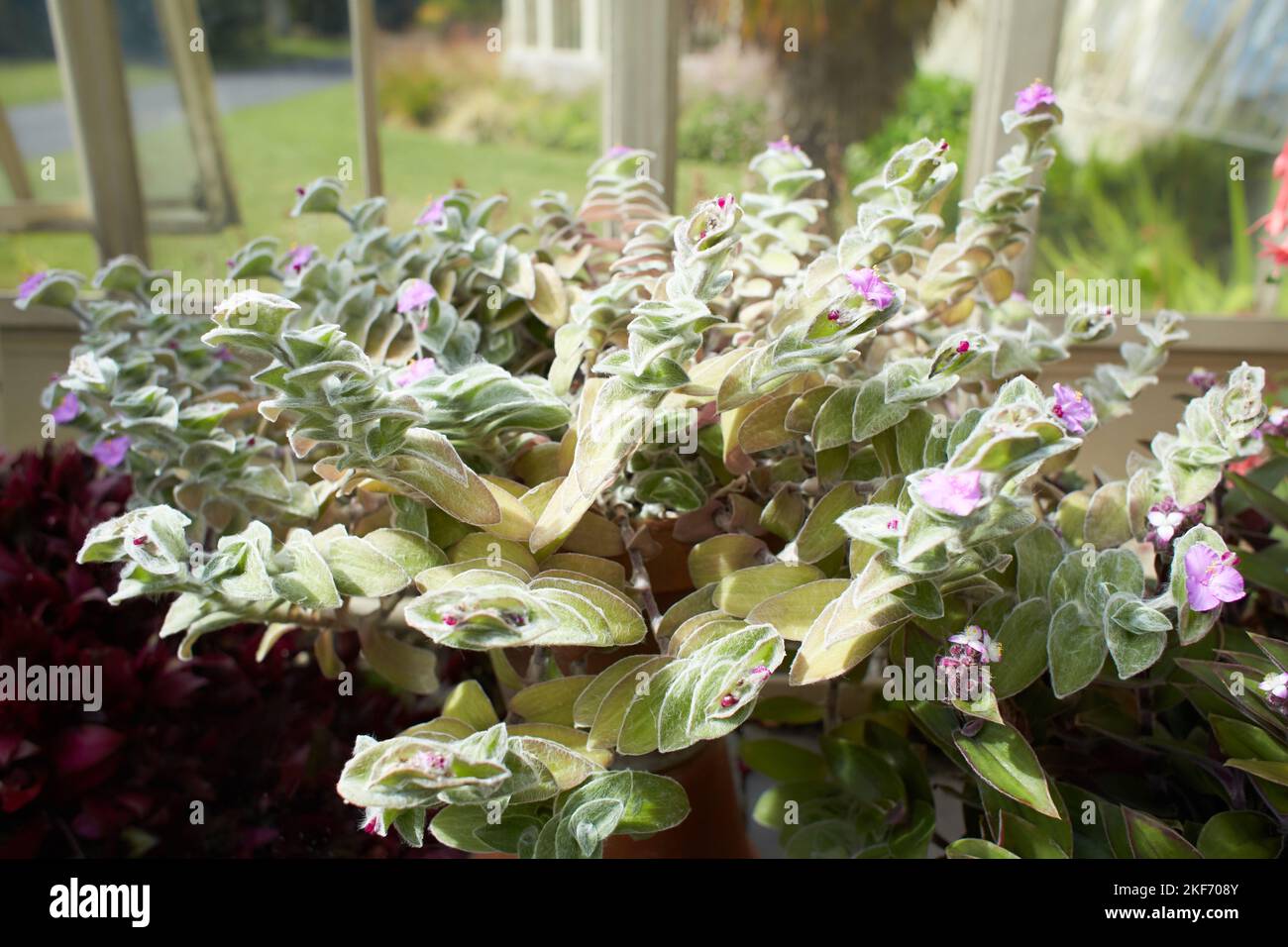 Violette Blten der Tradescantia sillamontana - Spinnennetz-Spinnenkraut im  Garten. Sommer- und Frhlingszeit Stockfotografie - Alamy