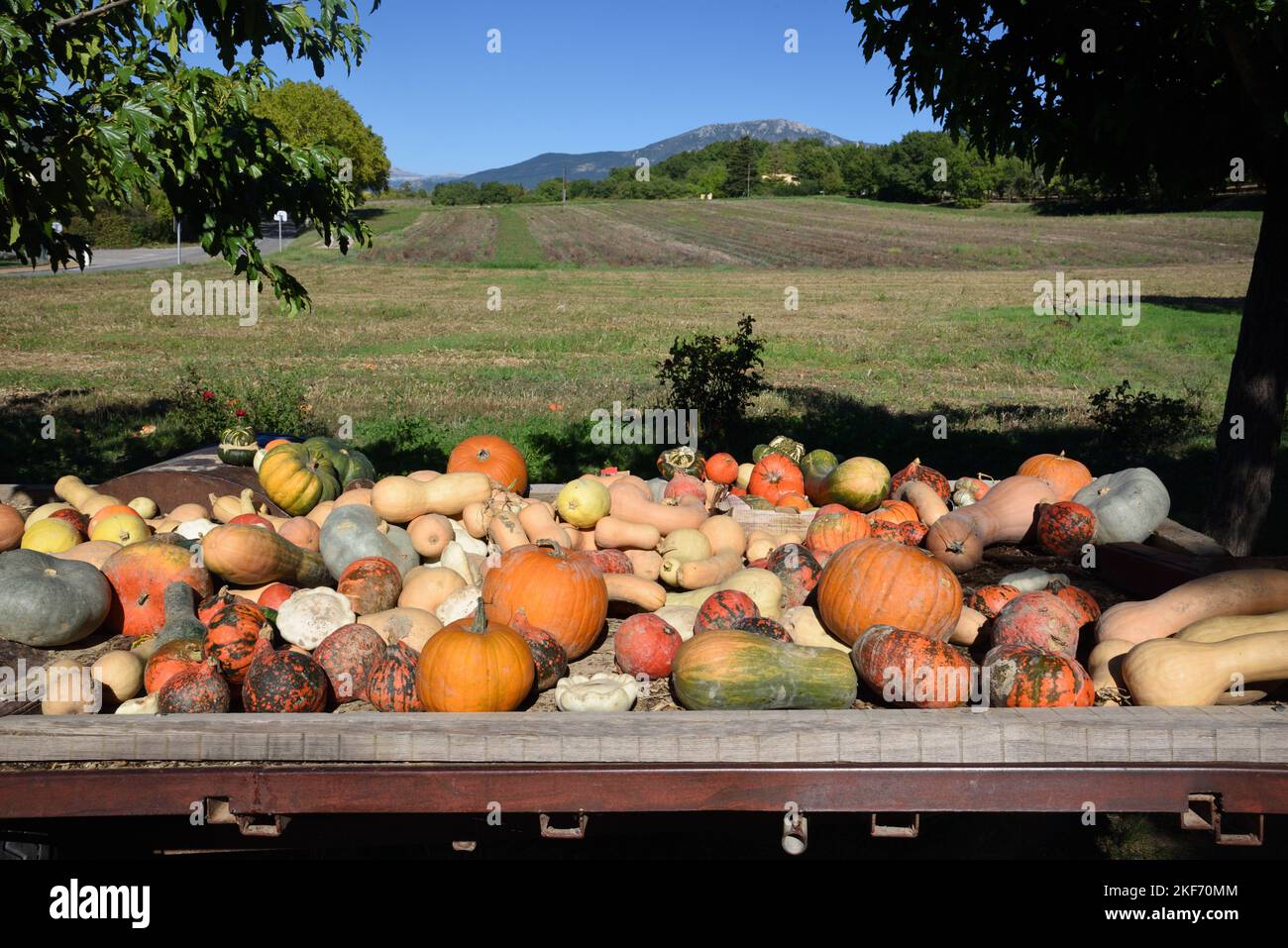 Präsentation von Kürbissen, Squash und Kürbissen einschließlich Butternut Squash und Musquée de Provence zum Verkauf auf Roadside Provence France Stockfoto