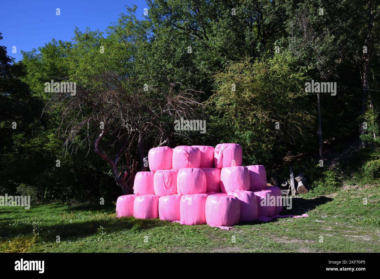 Stapel-, Stapel- oder Pyramidenballen aus Heuballen oder Strohballen, eingewickelt in rosa Kunststoff oder rosa Polythene Stockfoto