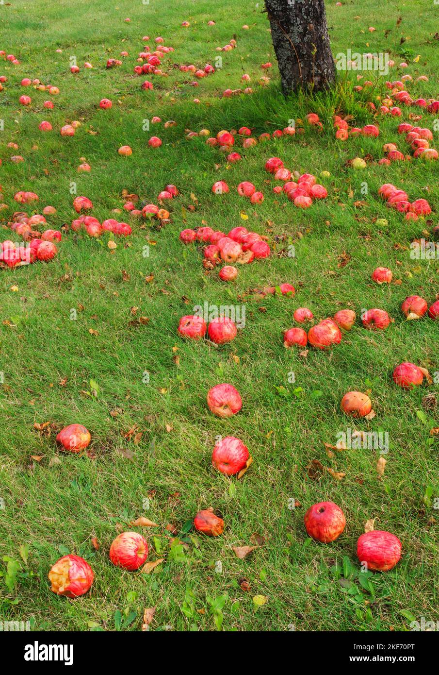 Äpfel liegen auf dem Boden unter einem der letzten Apfelbäume, wo früher ein Obstgarten war, Grand View Landtrust Park, Door County, Wisconsin Stockfoto