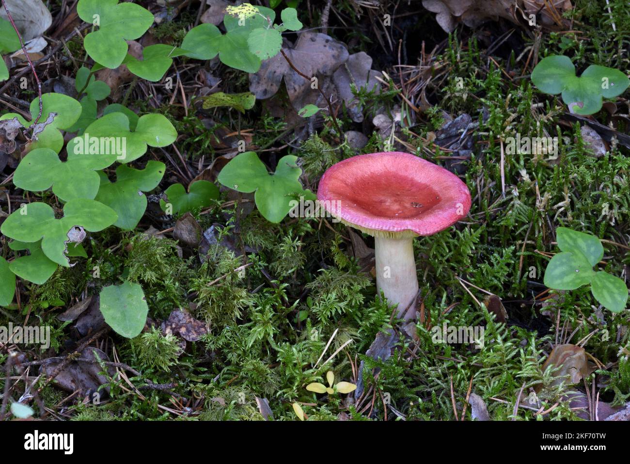 Stachelbeeren-Täubling oder Pilze, die in Moos auf dem Waldboden wachsen und 3-gelappte Blätter von Gemeiner Leberblüte, Anemone hepatica, alias Leberkraut Stockfoto