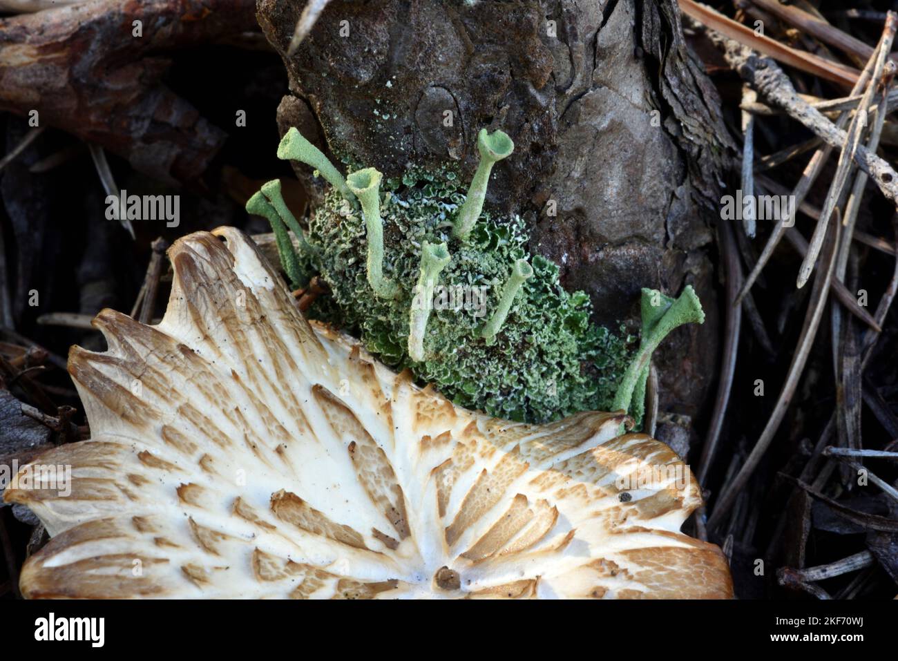 Trompetenbecher Lichen, Cladonia fimbriata und Muster des alten Mützen von Poplar Pilz, Agrocybe aegerita, der am Fuß des Pinienbaums wächst Stockfoto
