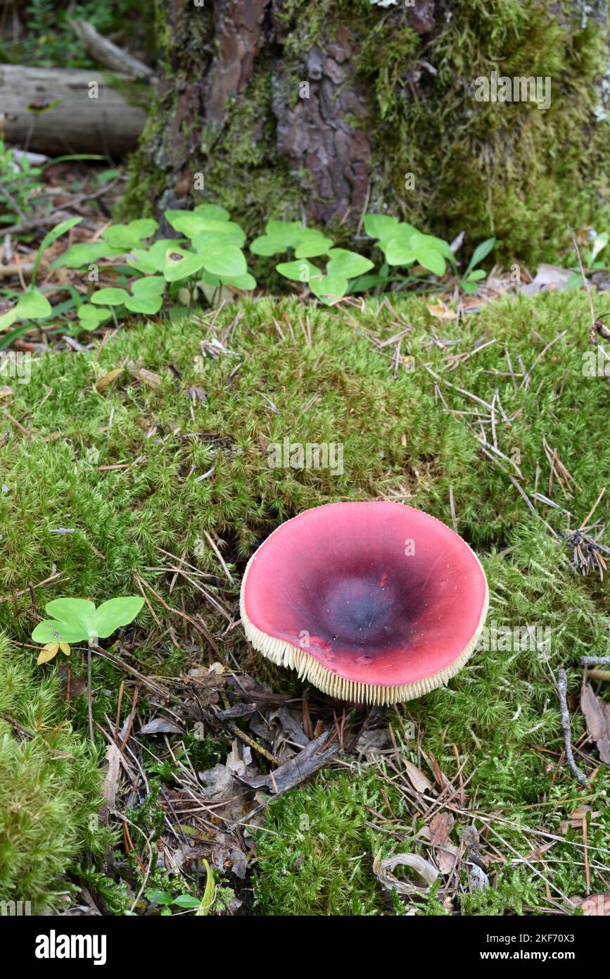 Stachelbeeren-Täubling oder Pilze, die in Moos auf dem Waldboden am Fuß der mit Moos bedeckten Kiefer wachsen Stockfoto