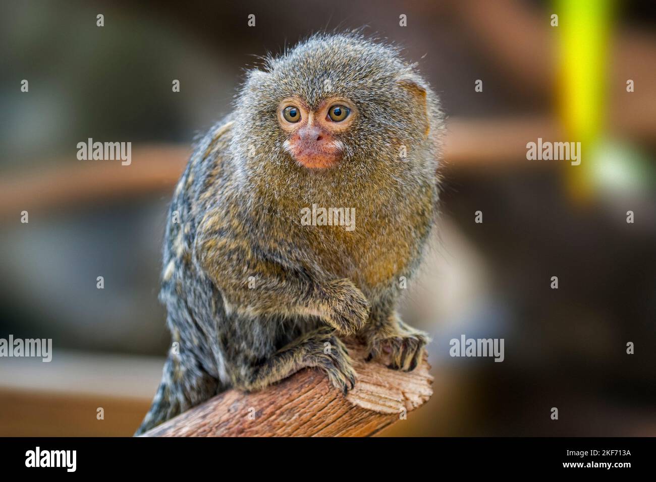 Gefangener Pygmäenmurmeltier (Cebuella pygmaea), kleinster Primat der Welt, auch Fingeraffen genannt, oft in exotischen Tierhandwerken zu finden Stockfoto