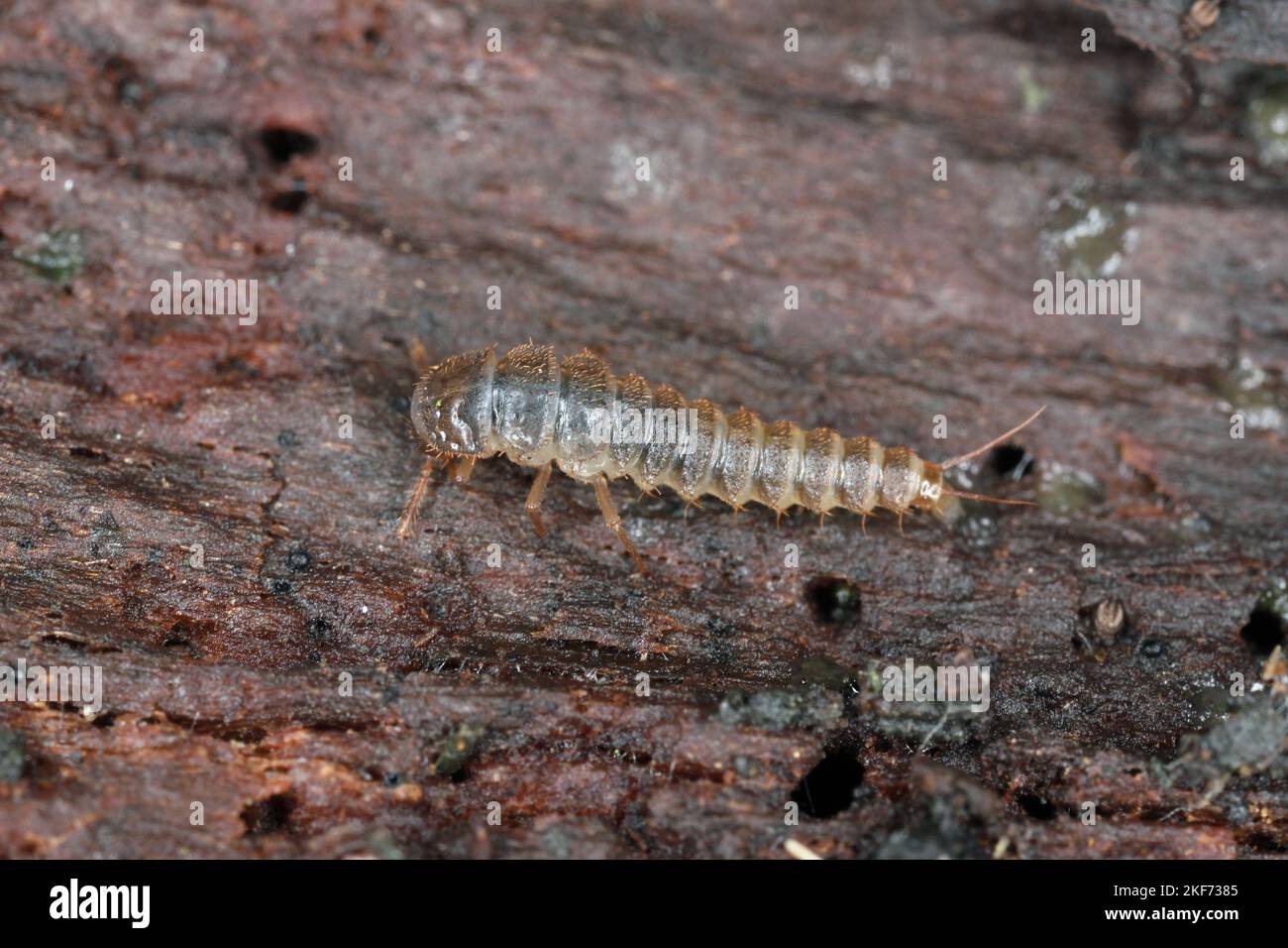 Die Larve eines Käfers der Familie Staphylinidae, ragt Käfer unter der Rinde eines Baumes. Stockfoto