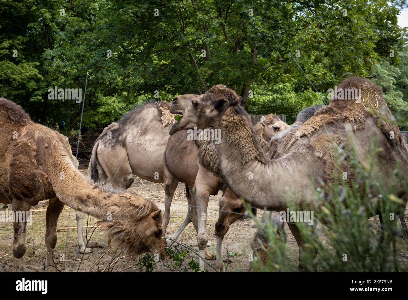 Eine Gruppe von Kamelen, die frische Blätter essen. Stockfoto