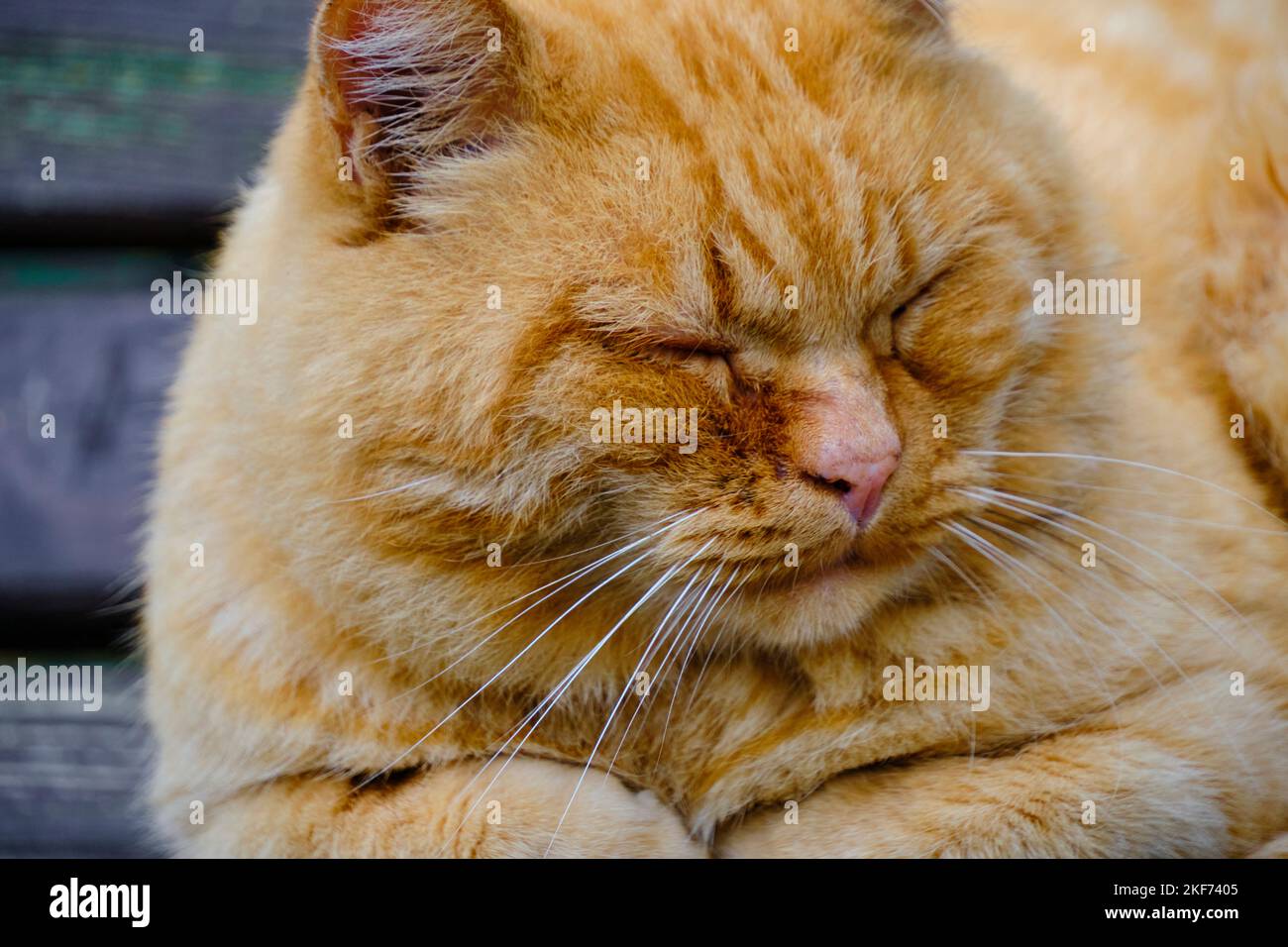 Alte, rothaarige Katze schläft auf einer Holzbank Stockfoto