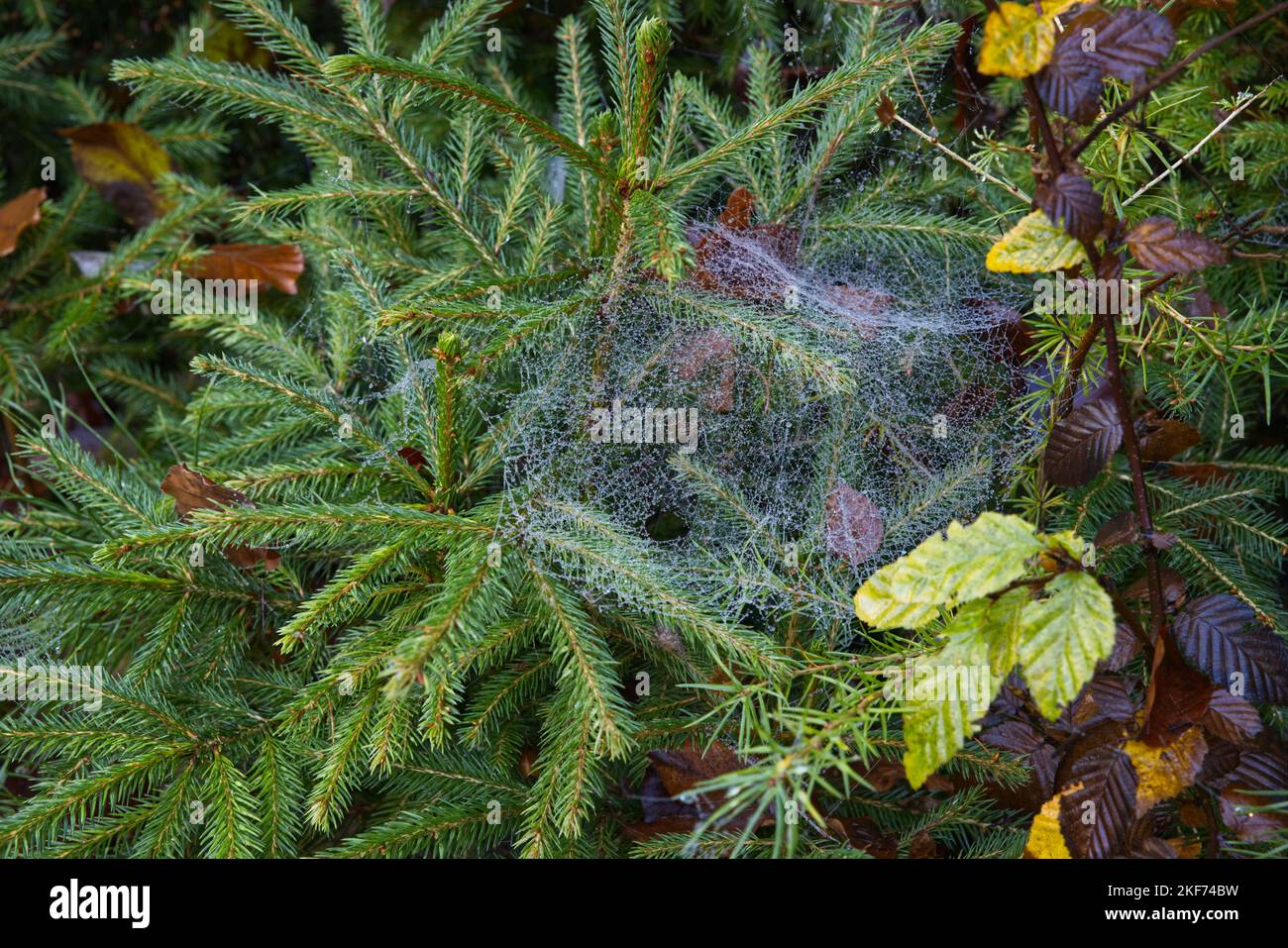 Spinnennetz am Morgen mit Tautropfen auf einer grünen Fichte Stockfoto