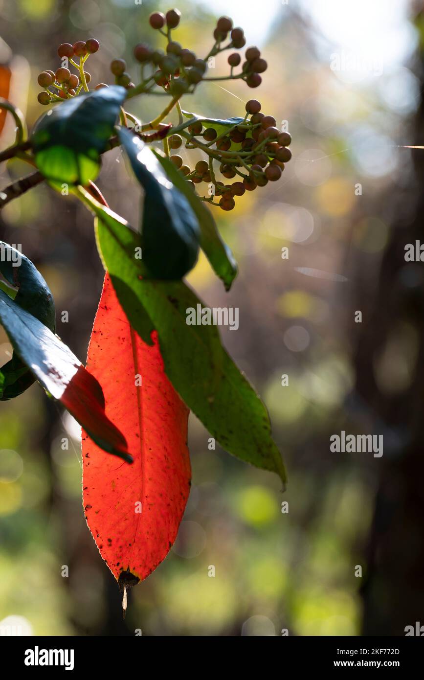 Sorbus schwarz Berrie mit schönen roten Herbstblatt. Stockfoto