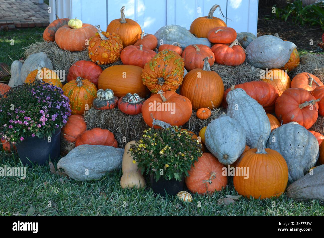 Kürbisse vor Halloween, Texas Stockfoto