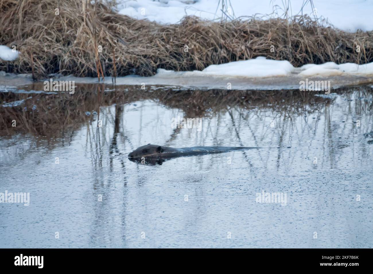 Frühjahrsaktivität des eurasischen Bibers nach dem Auskommen aus dem Eis. Der Biber versteckte sich im Wasser. Das Tier liegt auf der Oberfläche des Rives Stockfoto