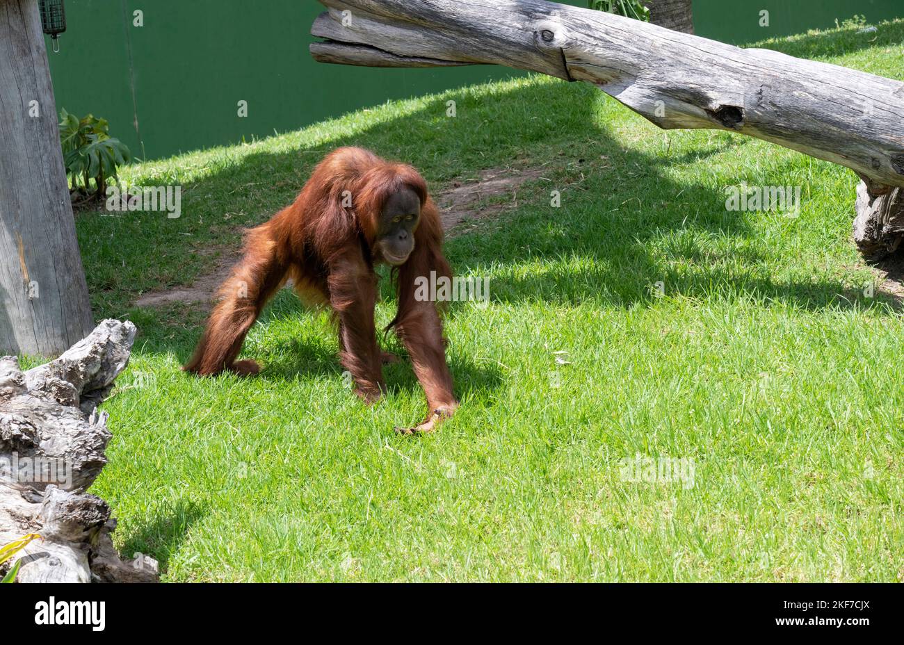 Ein Sumatran Orangutan Pongo Abelii Im Sydney Zoo In Sydney Nsw