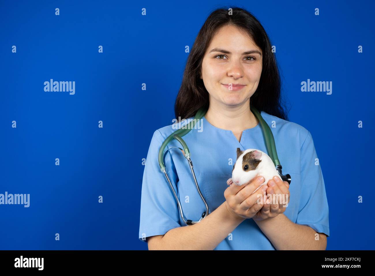 Ein kleines Meerschweinchen in den Händen eines Tierarztes auf blauem Hintergrund, ein Ort zum Text. Stockfoto