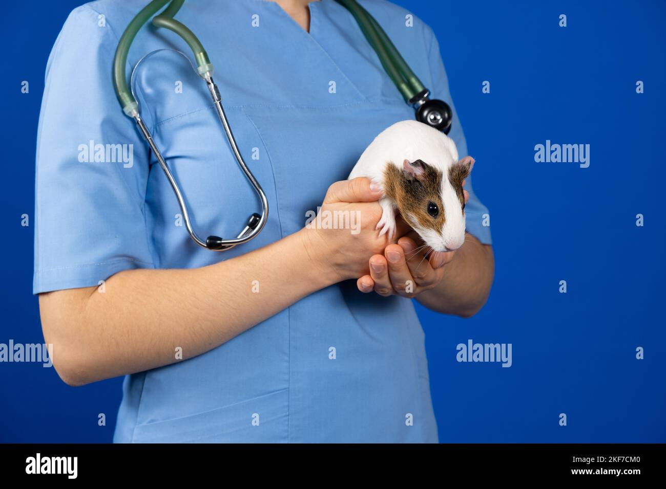 Ein kleines Meerschweinchen in den Händen eines Tierarztes auf blauem Hintergrund. Stockfoto