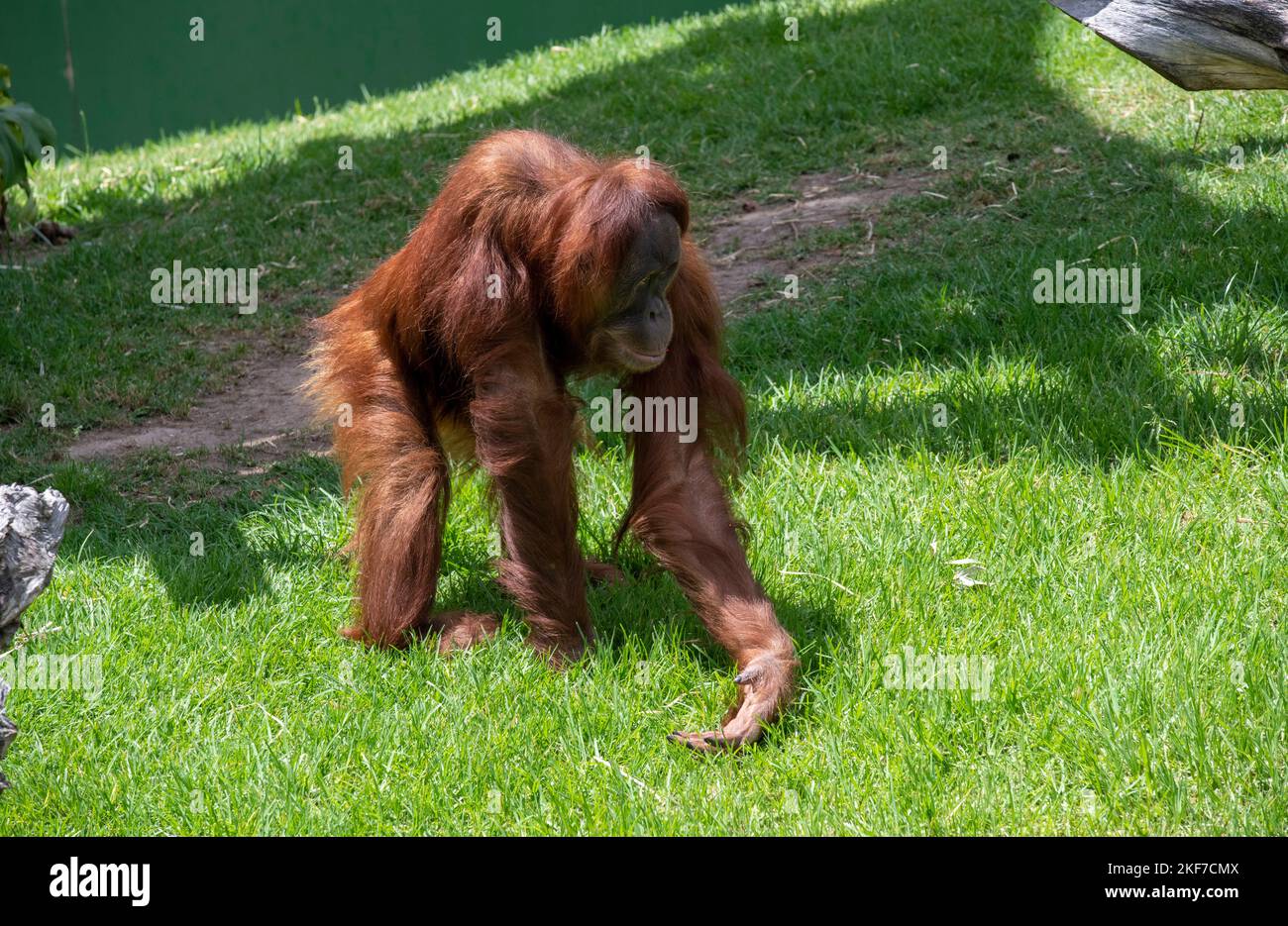 Ein Sumatran Orangutan (Pongo abelii) im Sydney Zoo in Sydney, NSW