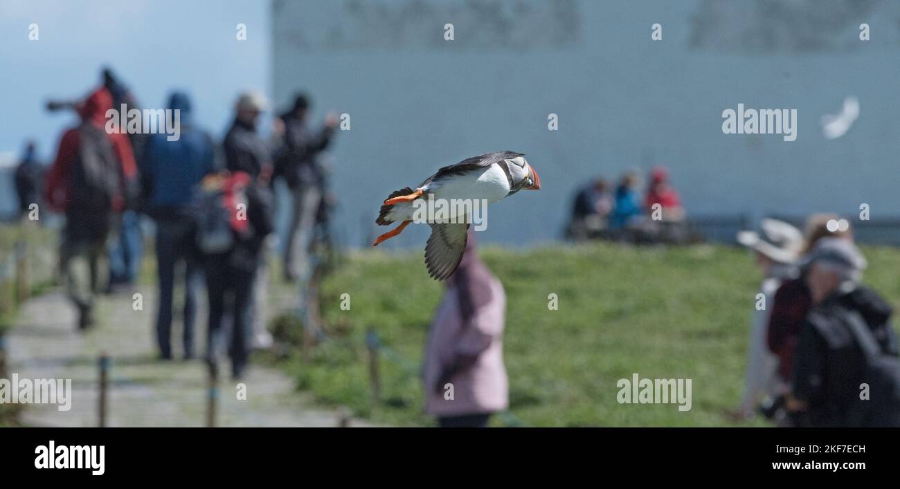 Ein Papageientaucher, der hoch über den Besuchern der Farne Islands fliegt. Stockfoto