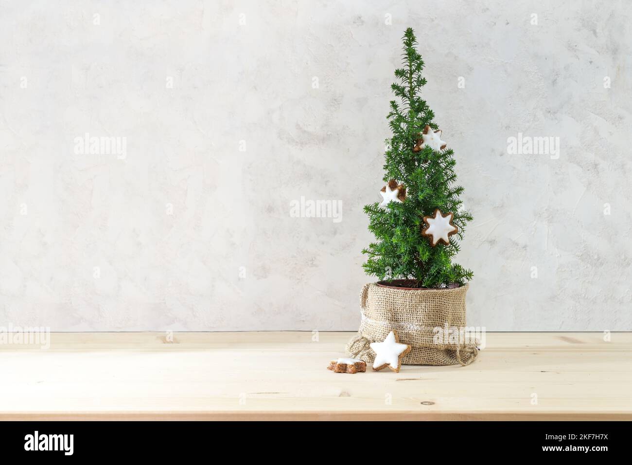 Kleine Nadelpflanze, die als minimalistischer Weihnachtsbaum mit Zimt-Stern-Keksen verziert ist, heller Hintergrund mit großem Kopierraum Stockfoto