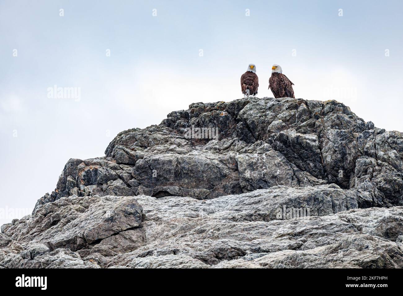 Zwei kühne Adler, die auf einem Felsen mit einer Skyscape im Hintergrund stehen Stockfoto
