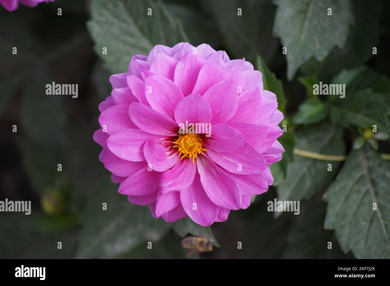 Rosafarbene Dahlie blüht im Garten Stockfoto