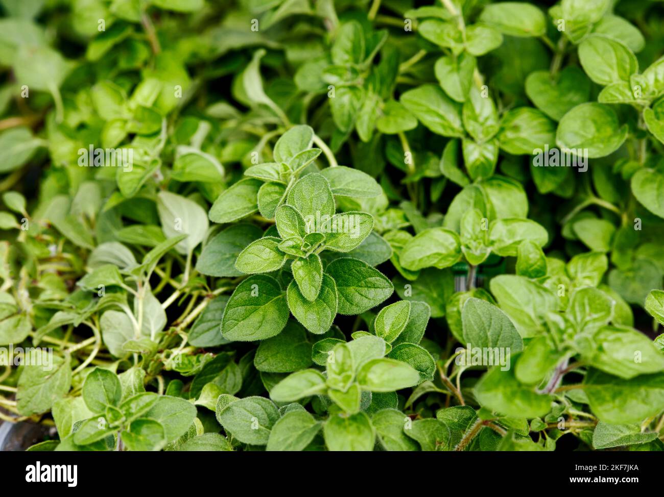 Frischer griechischer Bio-Oregano, der in einem Topf im Freien mit geringer Schärfentiefe wächst Stockfoto