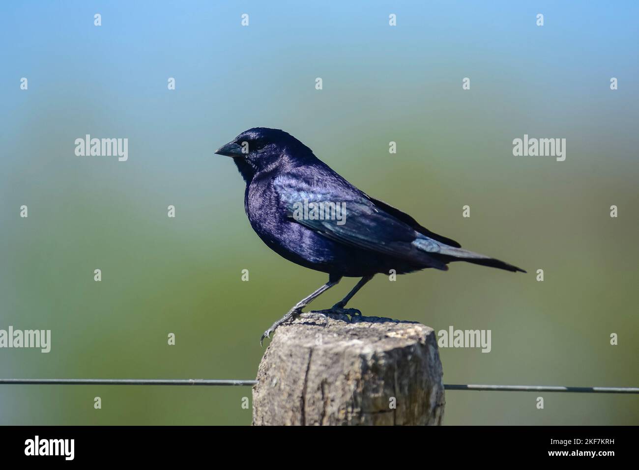 Molothrus bonariensis .Chambon comun,.Patagonia Argentinien Stockfoto