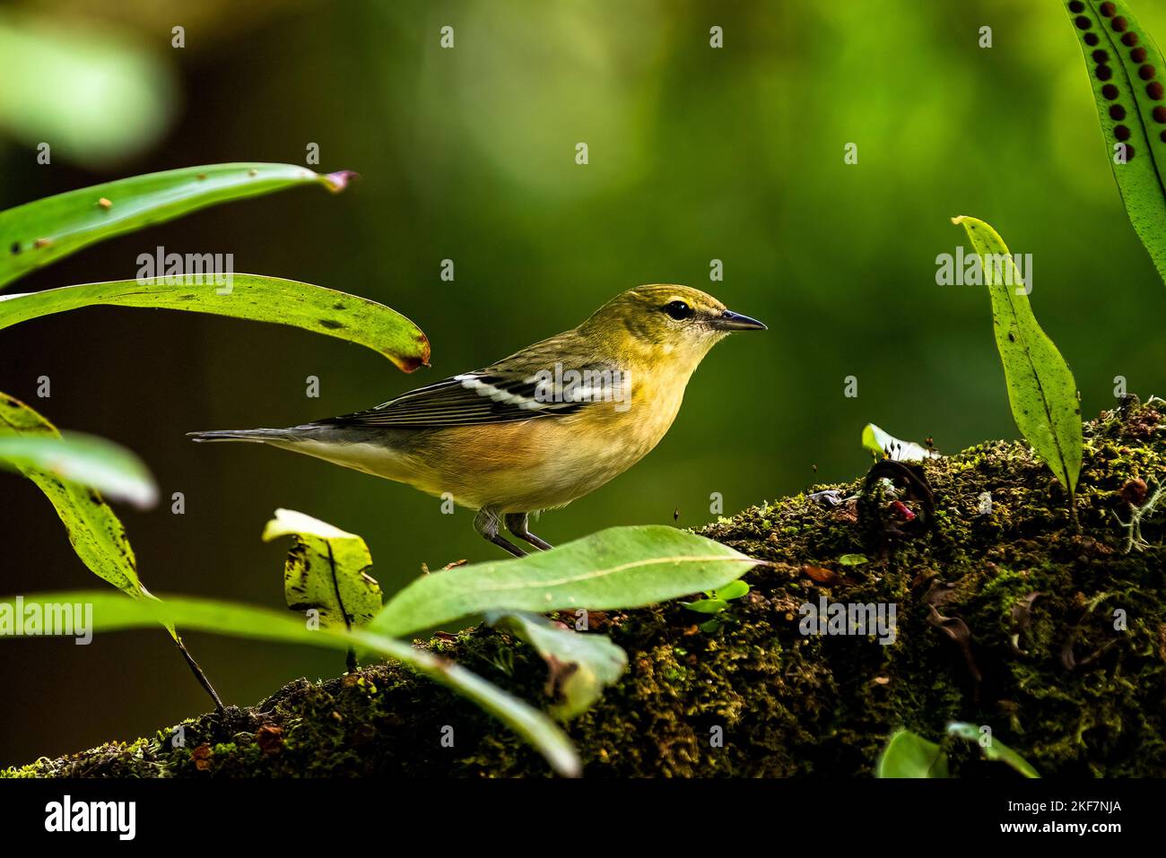 Ein kleiner Zugvögel, der auf einem Baumzweig im Regenwald von Panama thront, thront in der Bucht Stockfoto