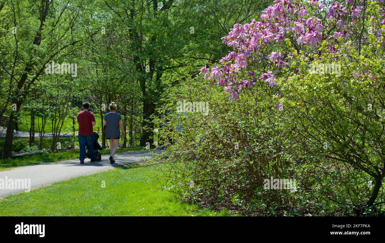 Familie, die im Frühling im Park mit blühenden Magnolien spazierengeht Stockfoto