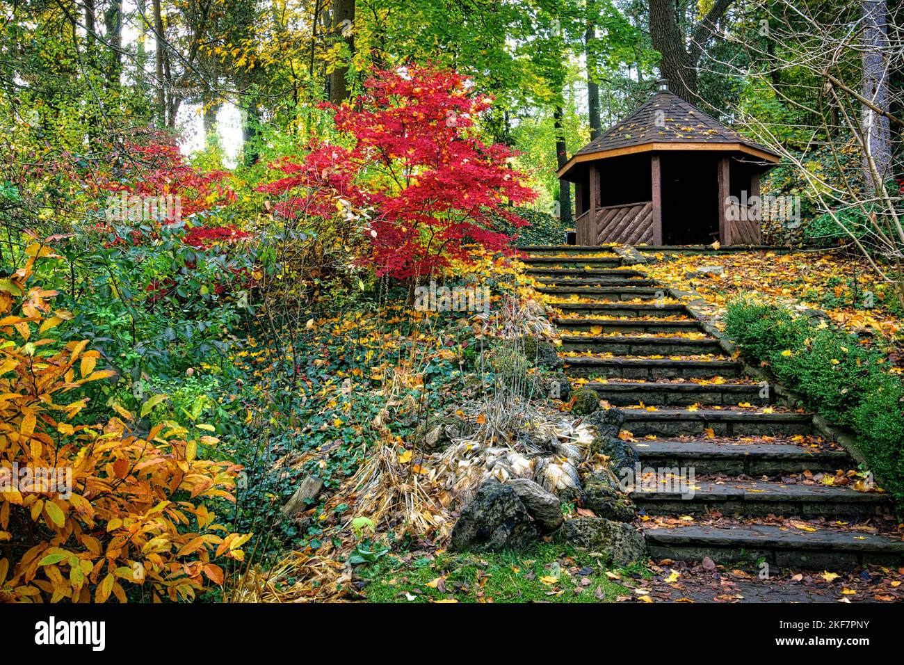 Herbstlicher Hintergrund, Stufen führen zum Baldachin. Herbstblattfarbe im Oktober in einem öffentlichen Park Stockfoto