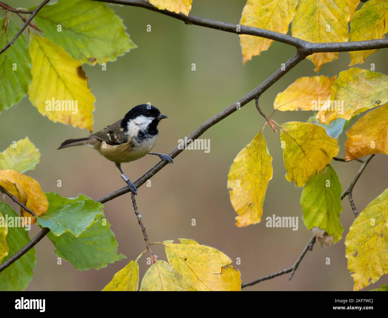 Kohlmeise, Periparus ater, einzelner Vogel auf Buchenblättern, Warwickshire, November 2022 Stockfoto