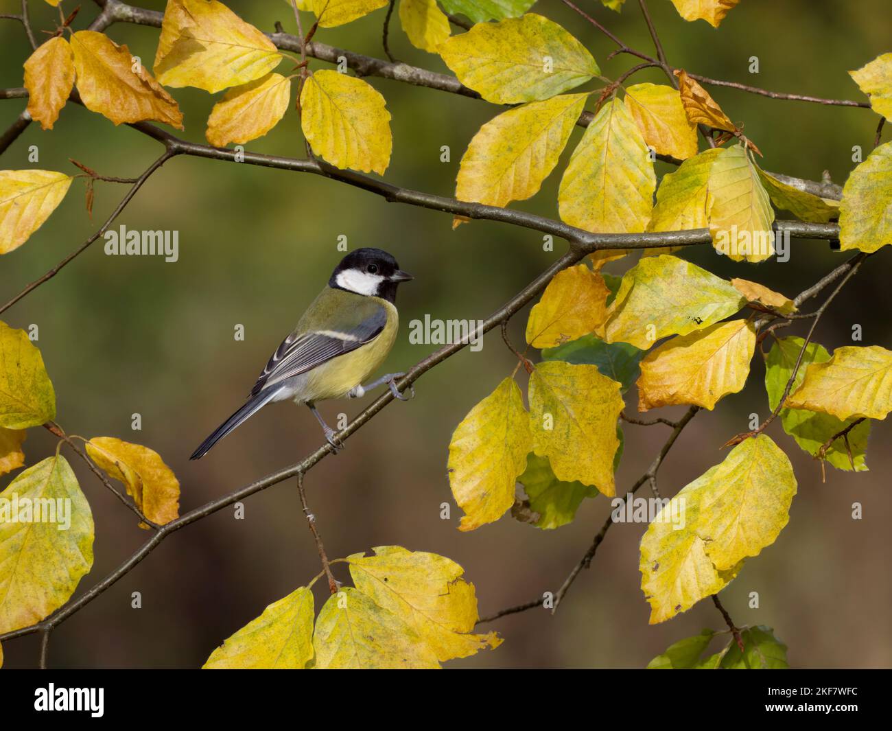 Meise, Parus major, einzelner Vogel auf Buchenblättern, Warwickshire, November 2022 Stockfoto