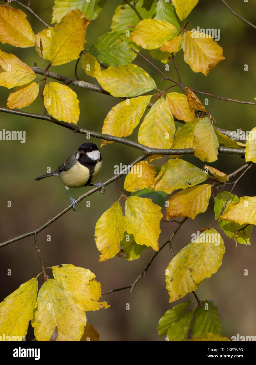 Meise, Parus major, einzelner Vogel auf Buchenblättern, Warwickshire, November 2022 Stockfoto