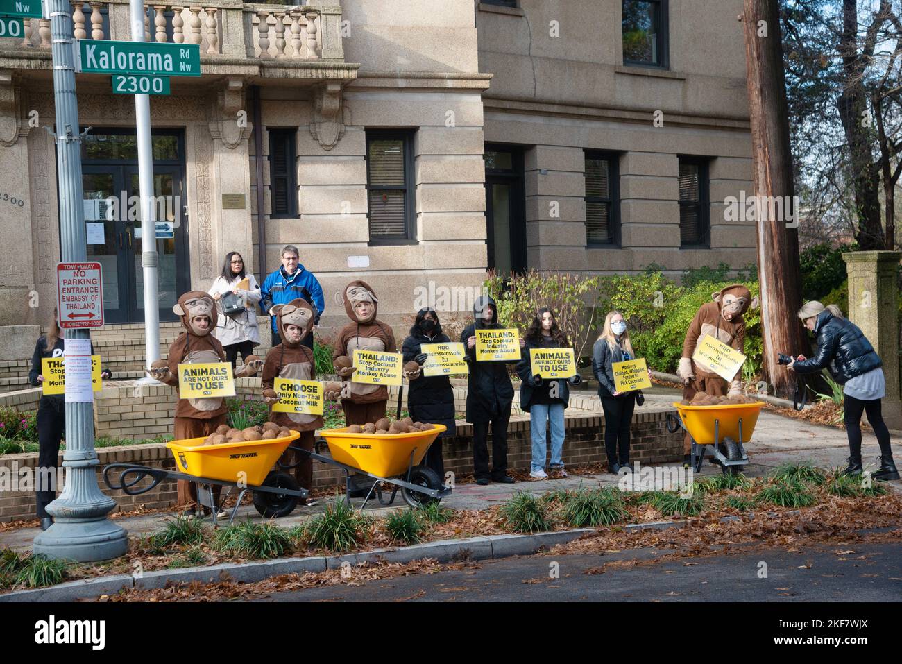 PETA protestiert vor der Royal Thai Embassy in Washington DC, um gegen den Einsatz von Affen zu protestieren, von denen sie behaupten, sie würden zum Kokosnusspflücken verwendet. PETA-Aktivisten Stockfoto