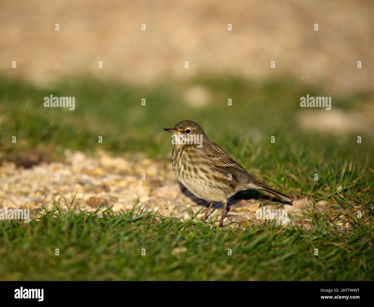 Steinpiper, Anthus petrosus, Einzelvögel auf Gras, Dorset, November 2022 Stockfoto