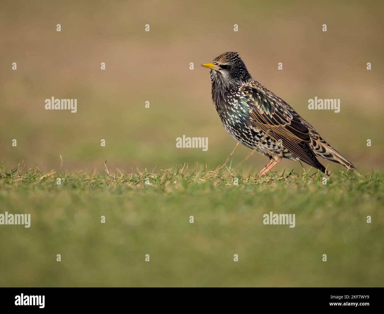 Starling, Sturnus vulgaris, Einzelvögel auf Gras, Dorset, November 2022 Stockfoto