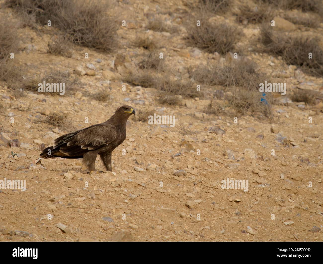 Steppenadler, Aquila nipalensis, einzelner Vogel am Boden, Jordanien, Oktober 2022 Stockfoto