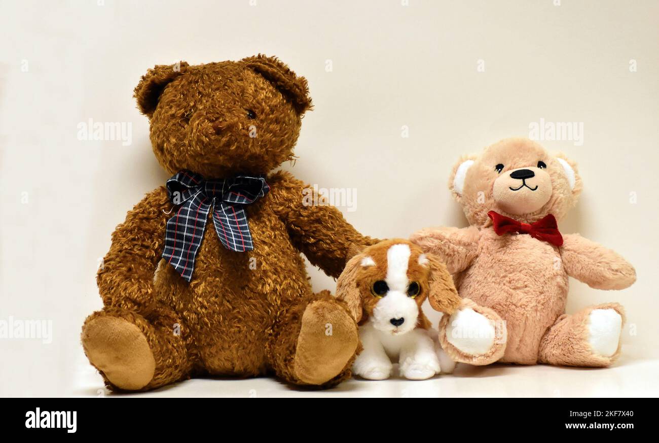 Braunbär, Braunbär und ein brauner und weißer Hund in der Mitte Stockfoto