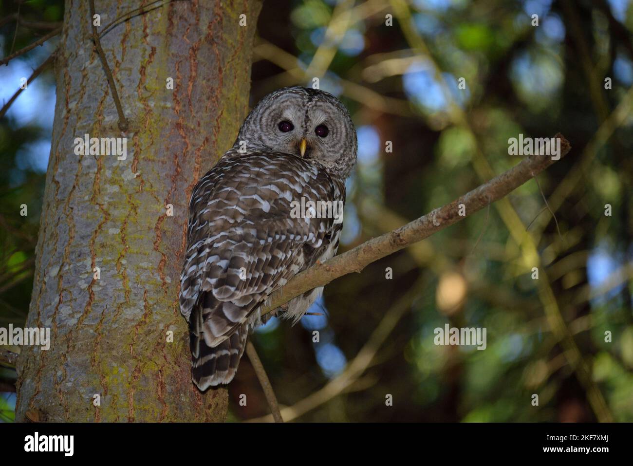 Barred Owl in der Nähe von Port Townsend Stockfoto